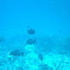 Picture taken during the dive