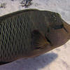 Picture taken during the dive