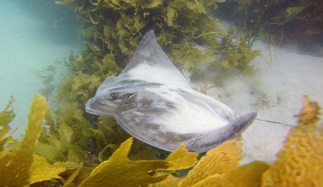 Diving in Nueva Zelanda, Tawharanui Regional Park - By James Noad
