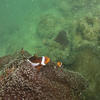 Picture taken during the dive