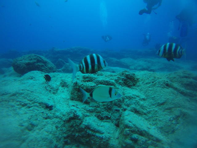 DIVE CENTER MARINA RUBICON - Dive Center in Spain