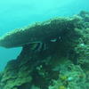 Picture taken during the dive