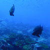 Picture taken during the dive