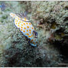 Picture taken during the dive