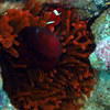 Picture taken during the dive