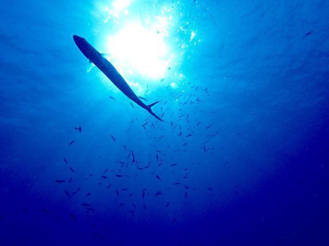 PandaDumnam.com - Dive Center in Thailand