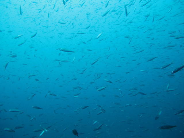 Rovinj Sub - Dive Center in Croatia