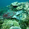 Picture taken during the dive