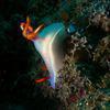 Picture taken during the dive