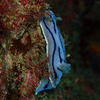 Picture taken during the dive