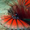 Picture taken during the dive