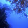 Picture taken during the dive