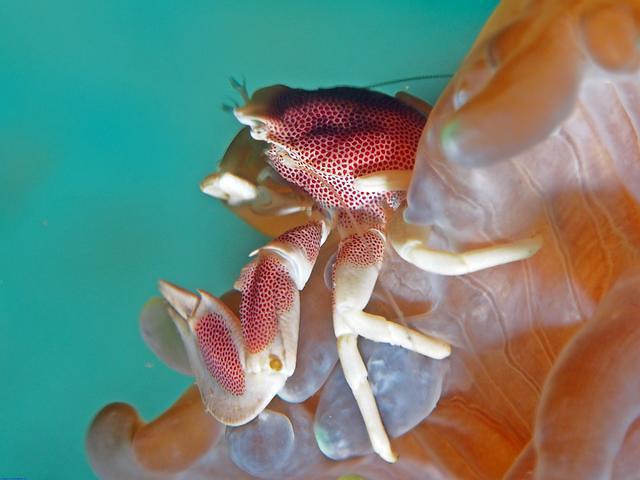 Plongee France Ikandive - Dive Center in Indonesia