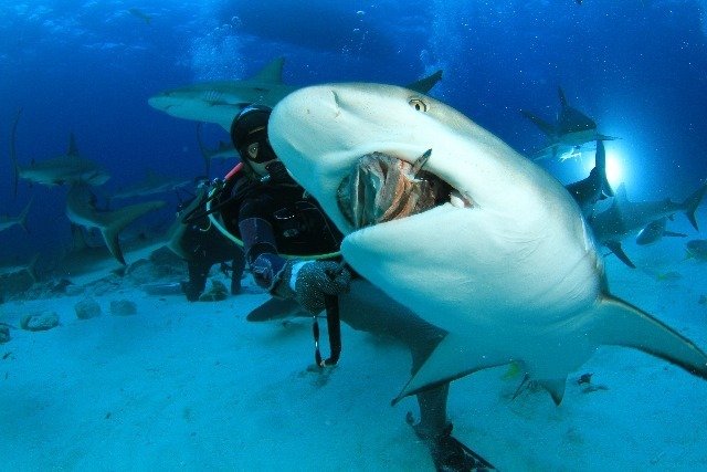 Diving in 巴哈马, Nassau - By Michael Lewis