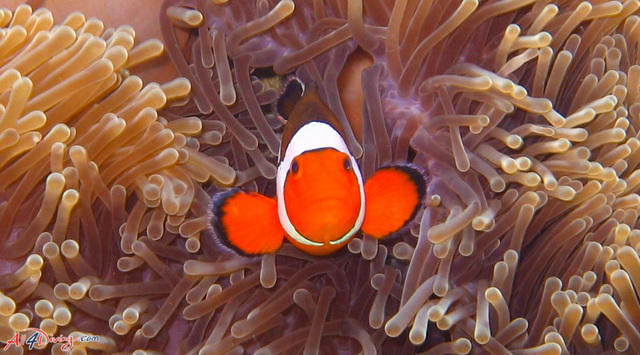 All 4 Diving Phuket - Dive Center in Thailand