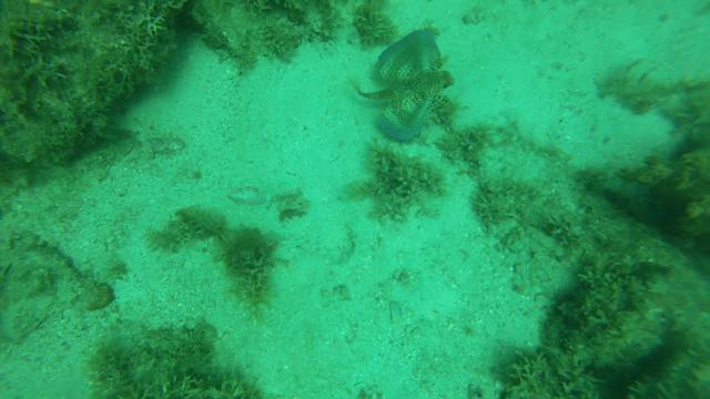 Diving in 巴西, Rio De Janeiro   Arraial Do Cabo - By Herberth
