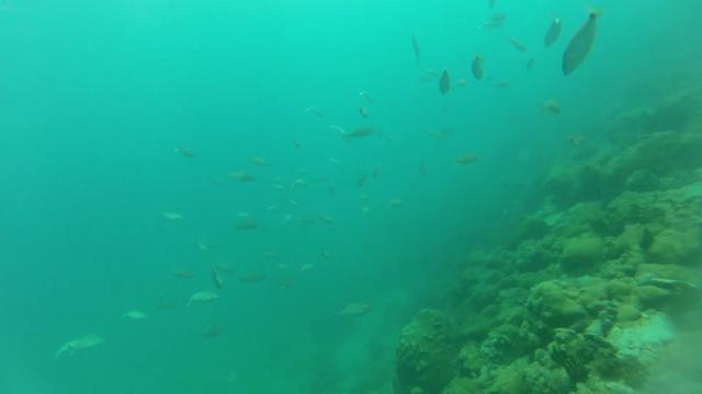 Master Dive - Dive Center in Brazil