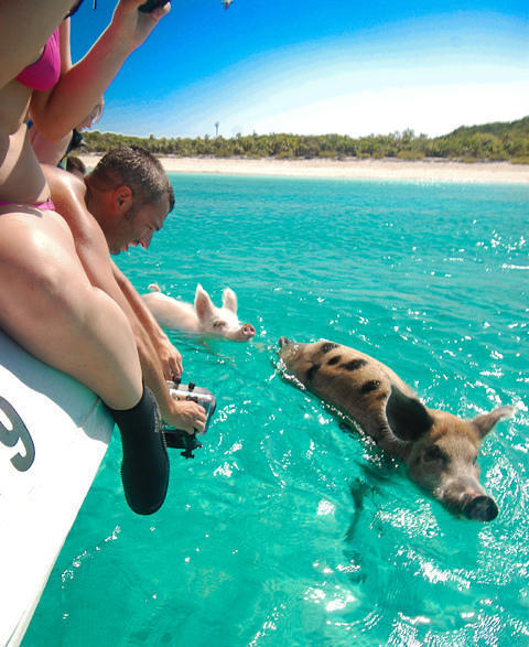 Aqua Cat Cruises - Liveaboard in 巴哈马