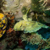 Picture taken during the dive