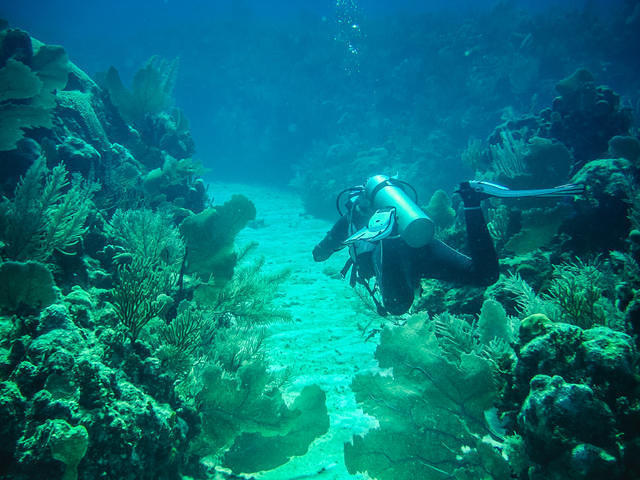 Pro Dive Mexico - Dive Center in Spain