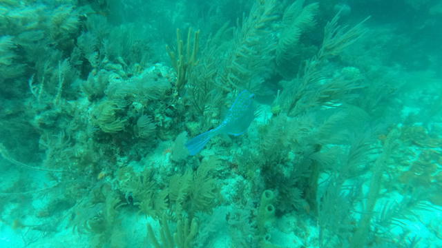 John Pennekamp Coral Reef State Park - Dive Center in United States