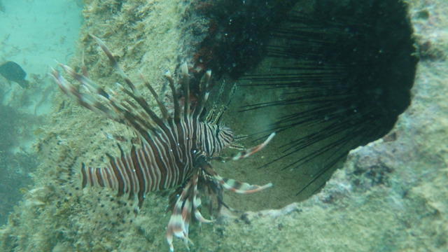 Gri Gri Divers - Dive Center