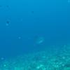 Picture taken during the dive