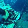 Picture taken during the dive