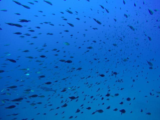 Palmes Beach - Dive Center in France