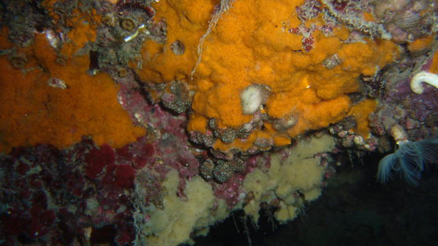 Greenwichdiving.com - Dive Center in Spain