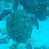 Picture taken during the dive