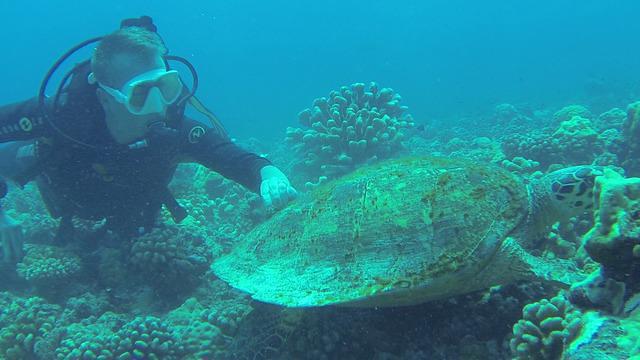 Tuamotu Plongee - Dive Center