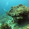 Picture taken during the dive