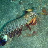 Picture taken during the dive