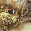 Picture taken during the dive