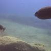 Picture taken during the dive