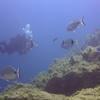 Picture taken during the dive