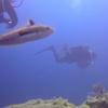 Picture taken during the dive