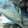 Picture taken during the dive