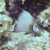 Picture taken during the dive