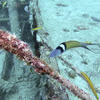 Picture taken during the dive