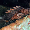 Picture taken during the dive