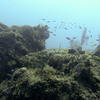 Picture taken during the dive