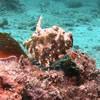 Picture taken during the dive