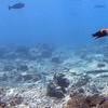 Picture taken during the dive