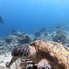 Picture taken during the dive