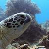 Picture taken during the dive