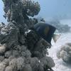 Picture taken during the dive