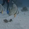 Picture taken during the dive