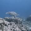 Picture taken during the dive